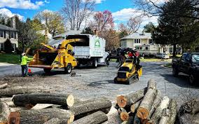 How Our Tree Care Process Works  in  Coalfield, TN