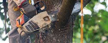 Best Soil Testing and Treatment  in Coalfield, TN