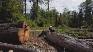 Best Arborist Consultation Services  in Coalfield, TN