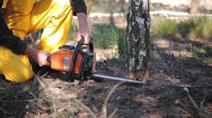 Best Lot and Land Clearing  in Coalfield, TN