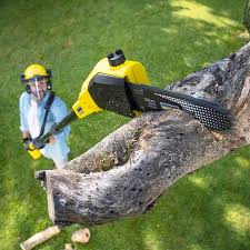 Best Aeration Services  in Coalfield, TN