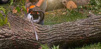 Best Lot and Land Clearing  in Coalfield, TN