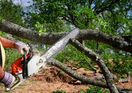 Best Lawn Pest Prevention  in Coalfield, TN