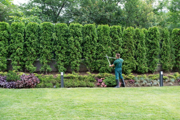 Best Tree Mulching  in Coalfield, TN