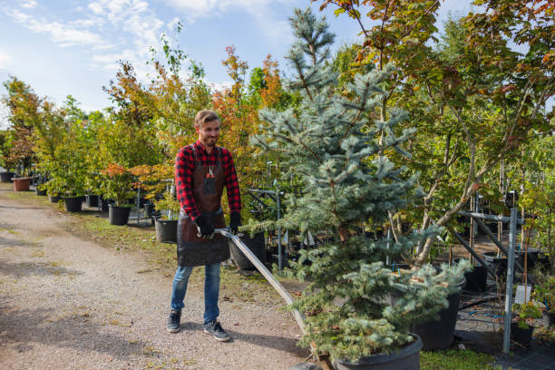 Trusted Coalfield, TN Tree Removal Experts
