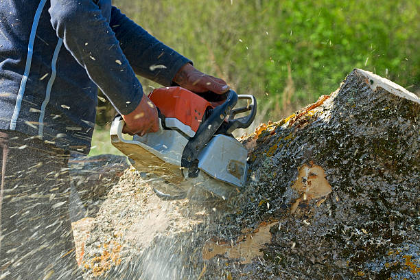 Best Fruit Tree Pruning  in Coalfield, TN