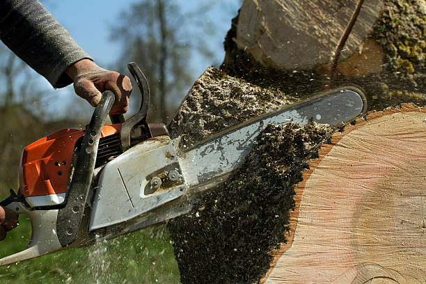  Coalfield, TN Tree Removal Pros